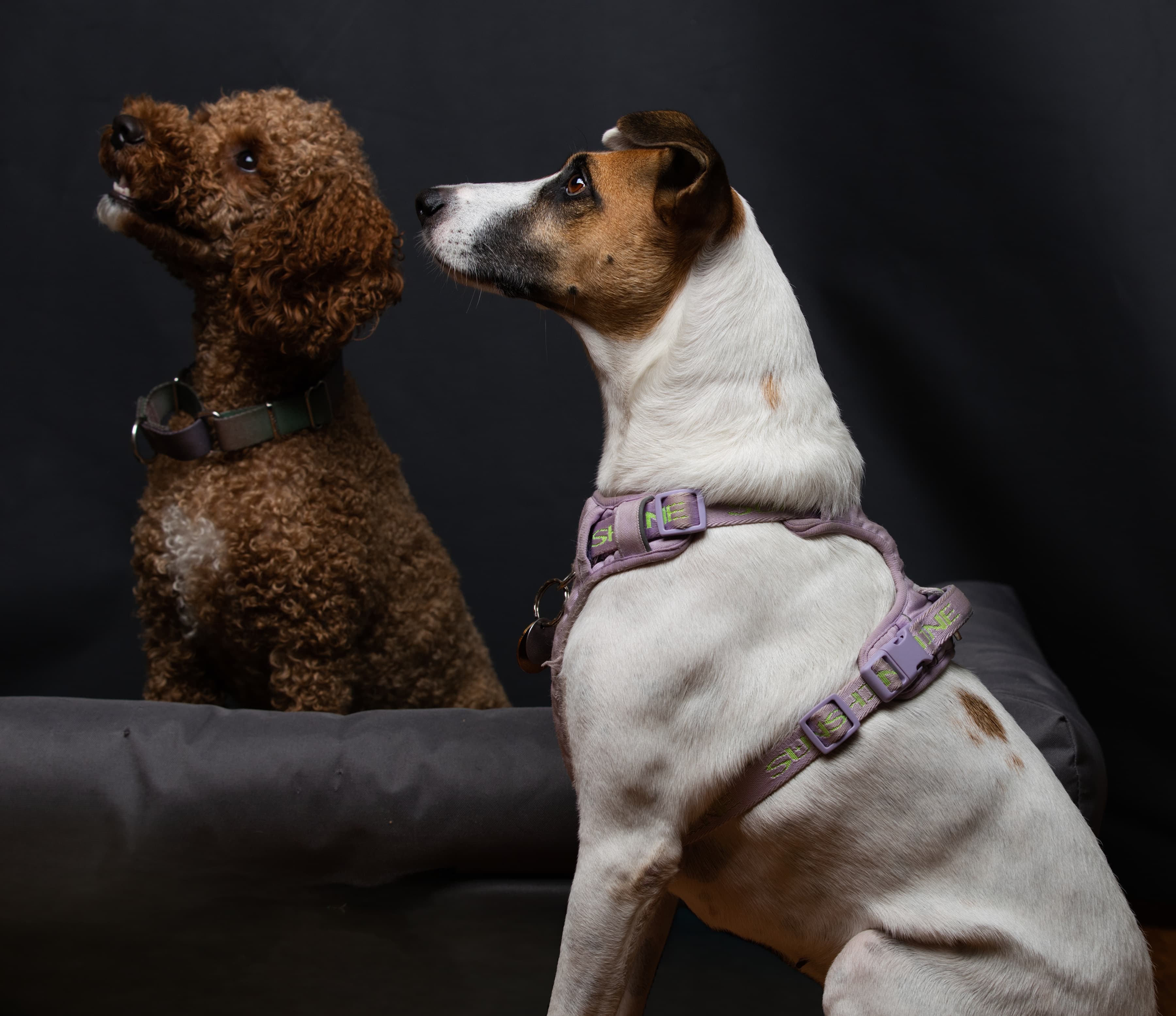 Studio animal portrait