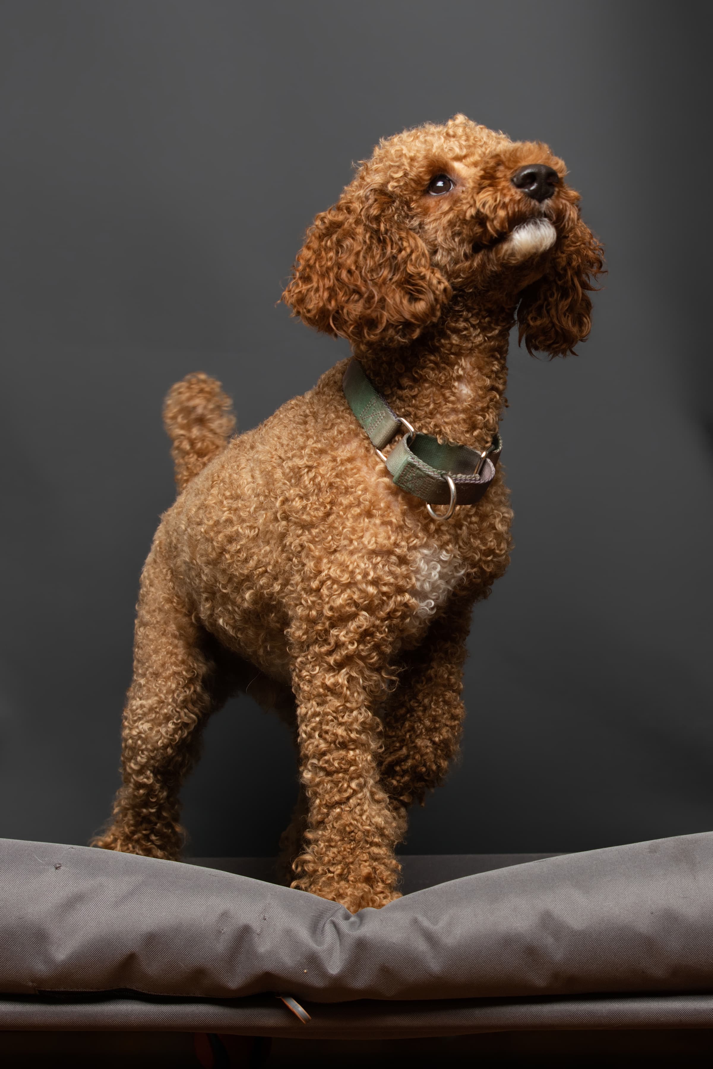 Studio animal portrait