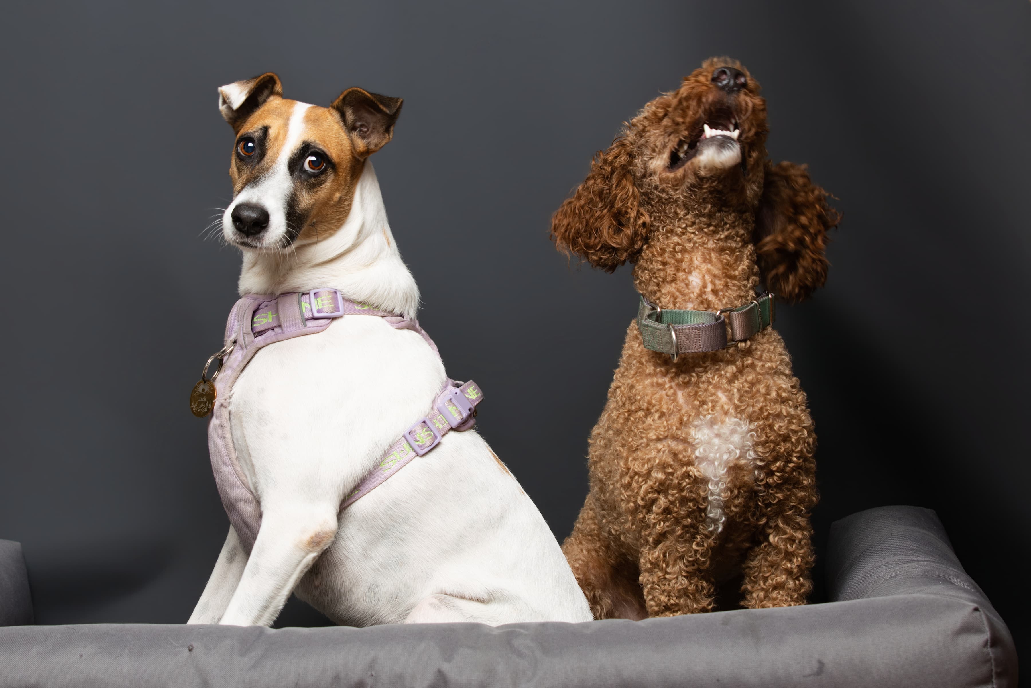 Studio animal portrait