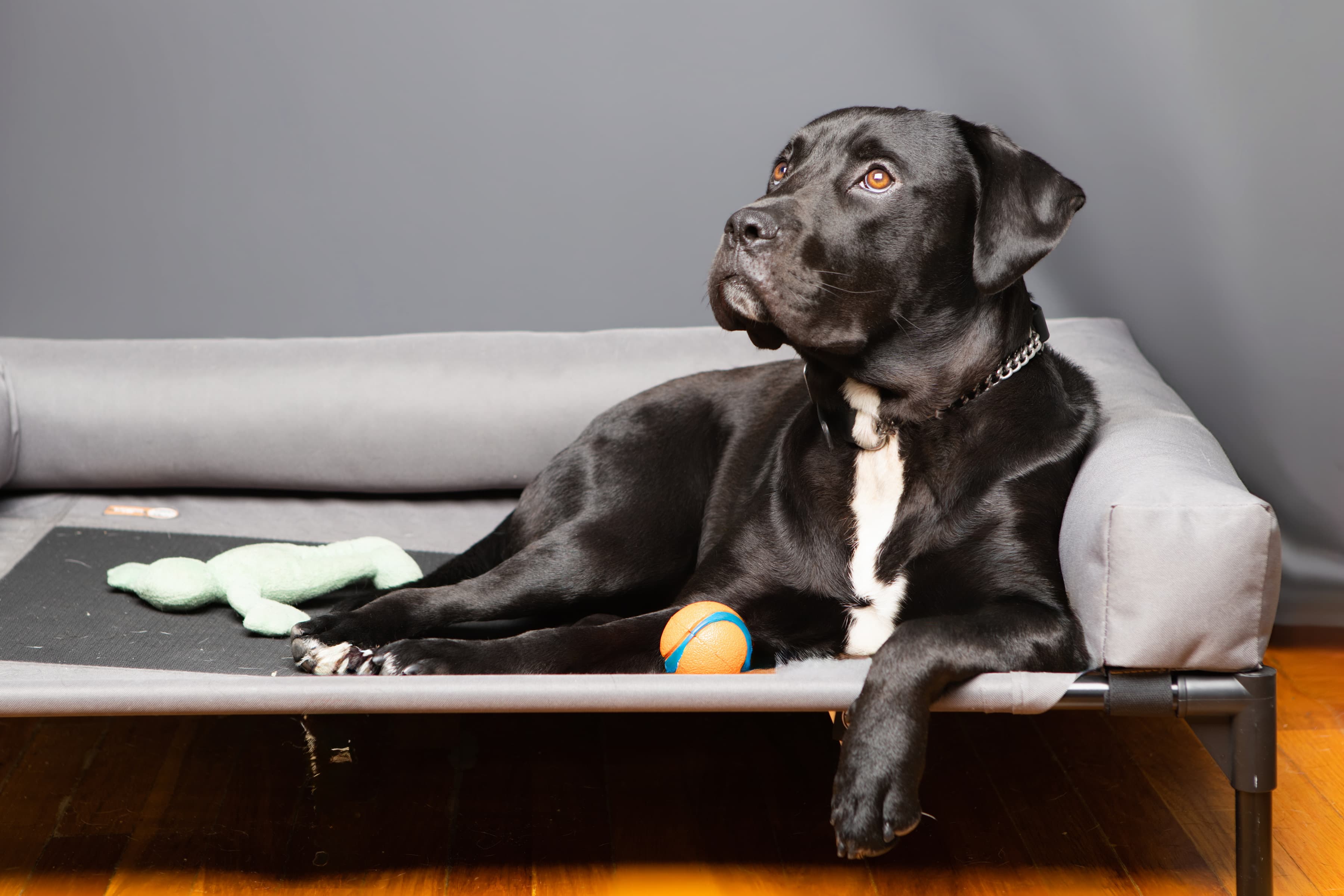 Studio animal portrait