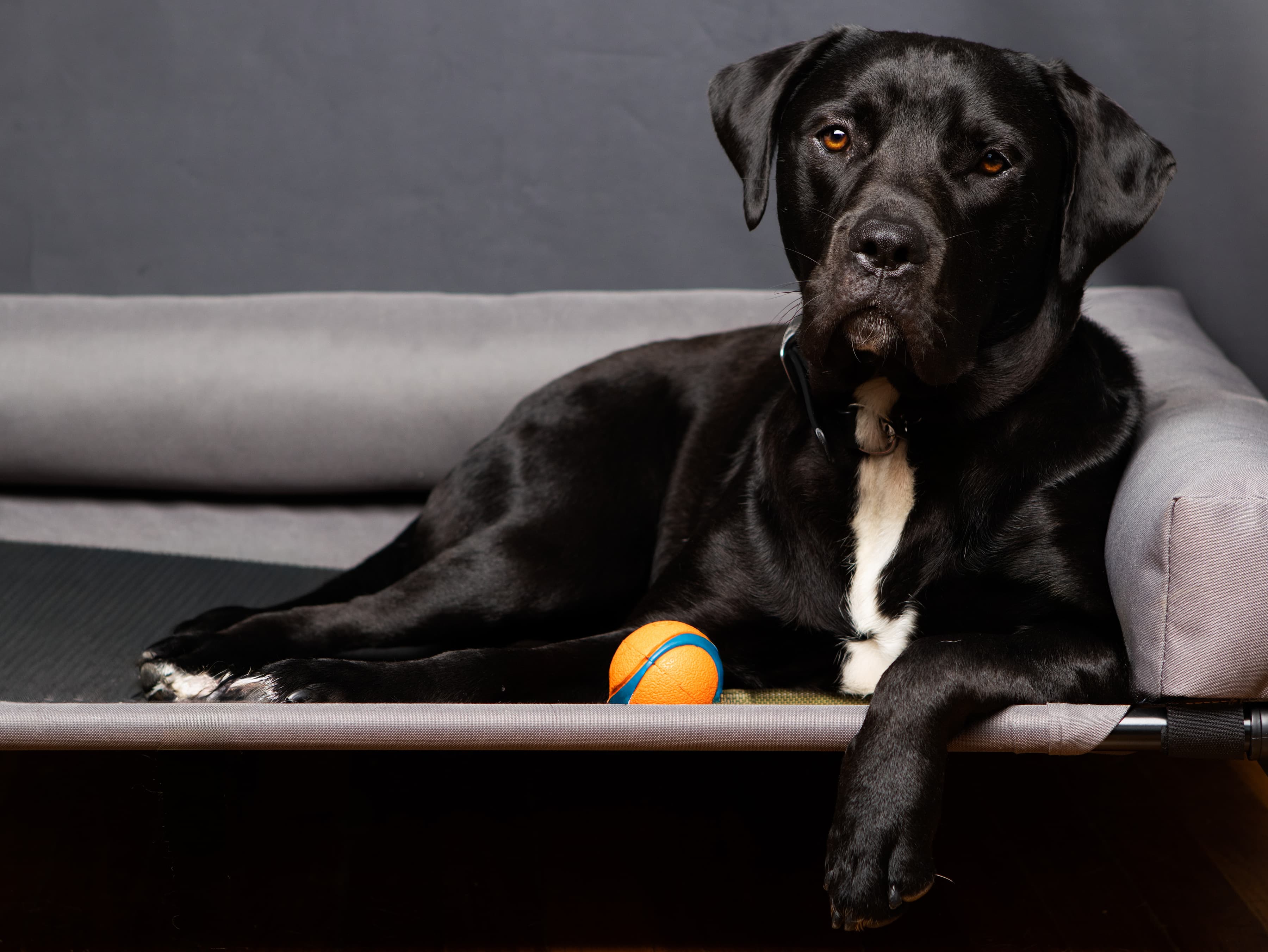 Studio animal portrait