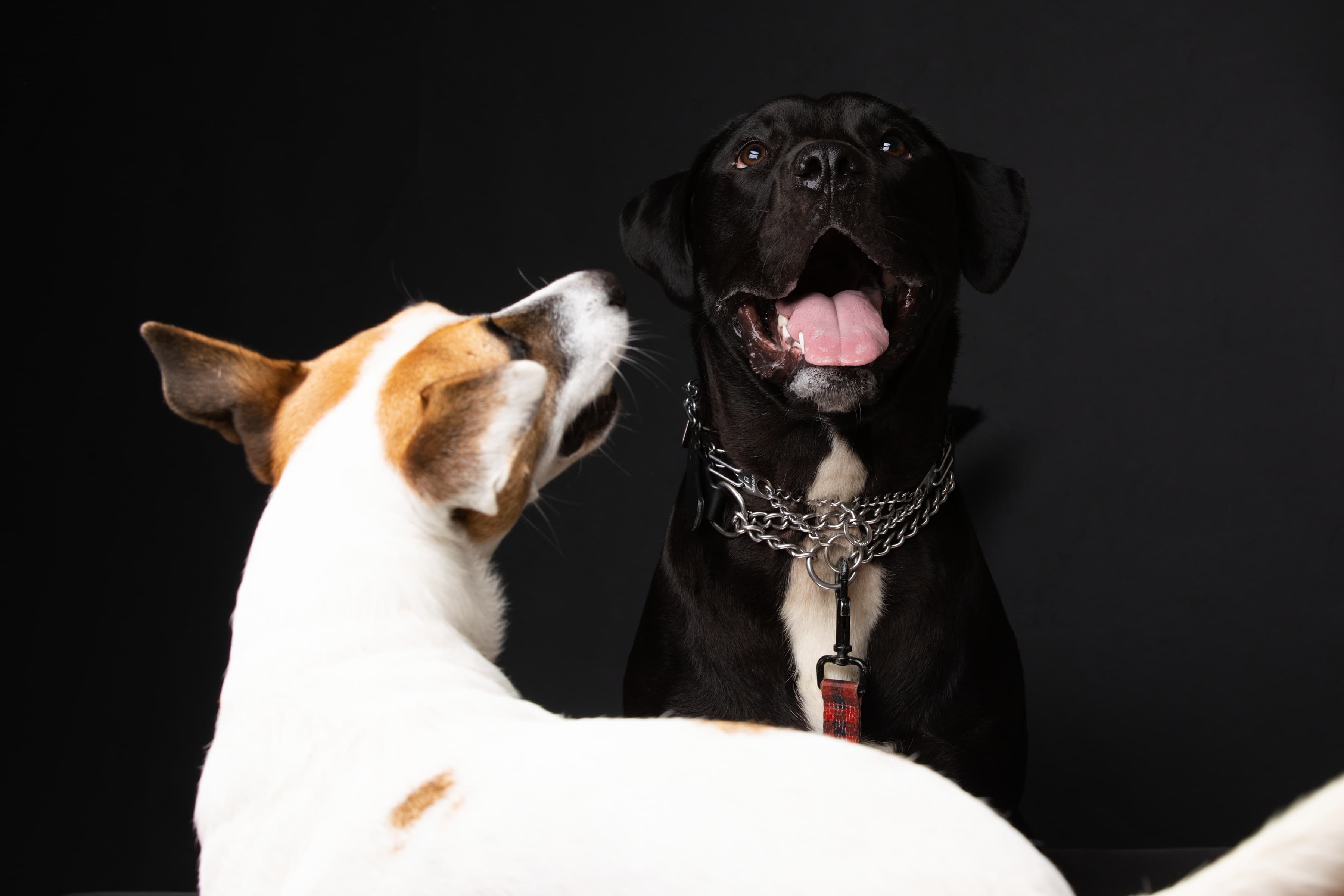 Studio animal portrait