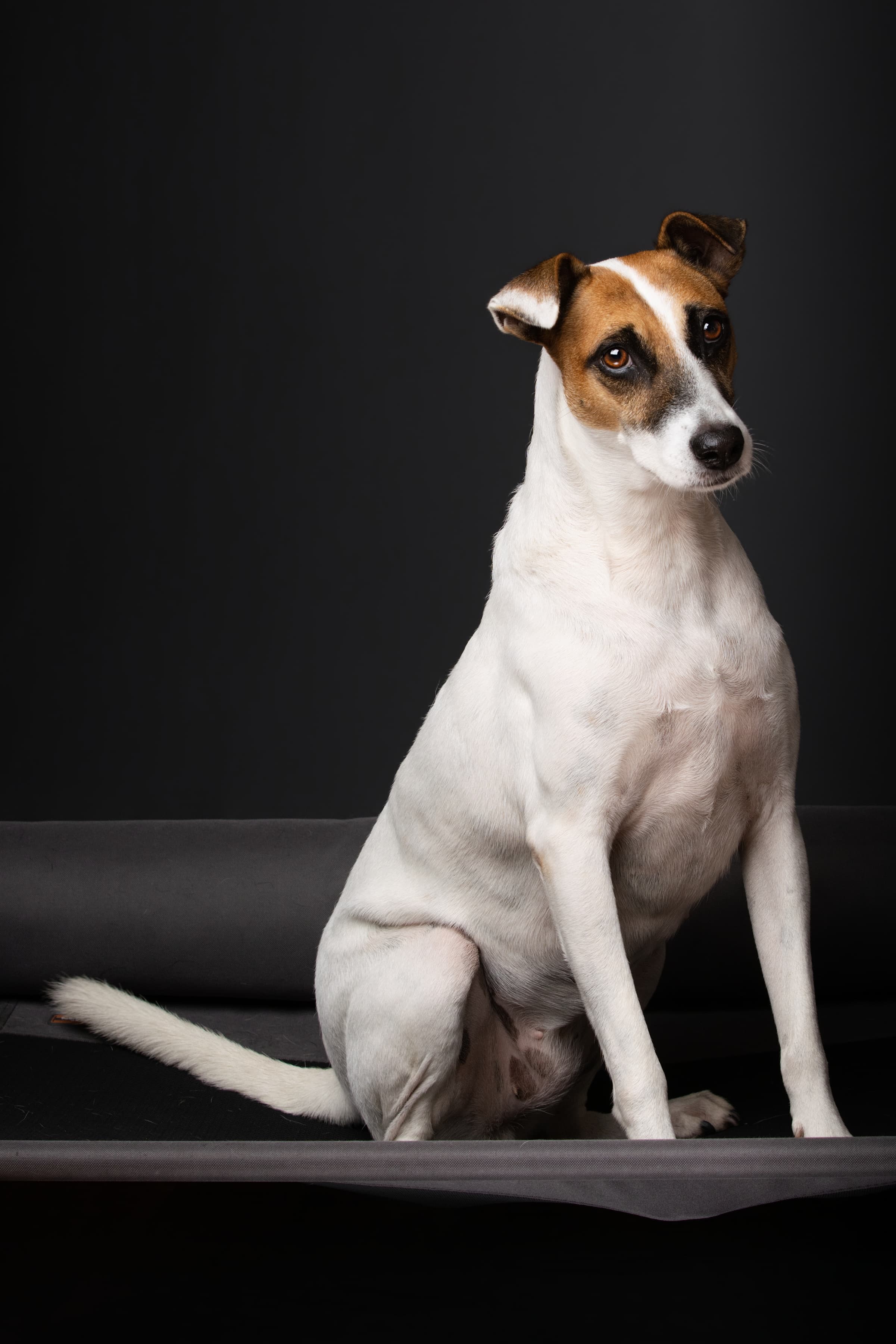 Studio animal portrait